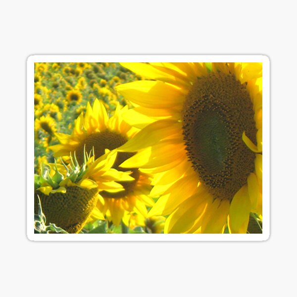 Sunny Sunflowers Sticker
