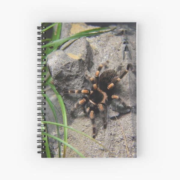 Mexican Red Knee Tarantula Spiral Notebook