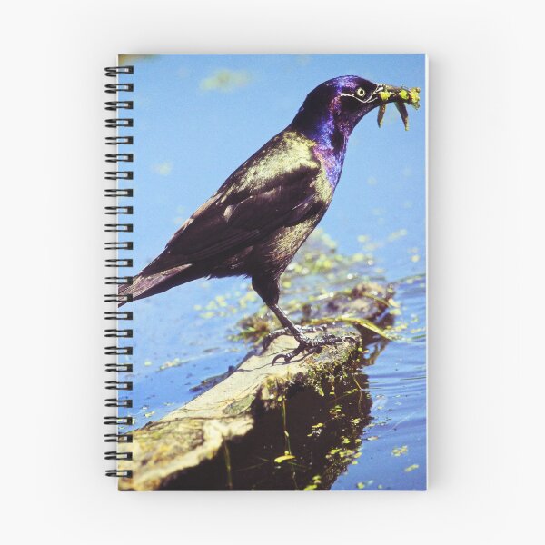 Item preview, Common Grackle designed and sold by Yannik Hay.