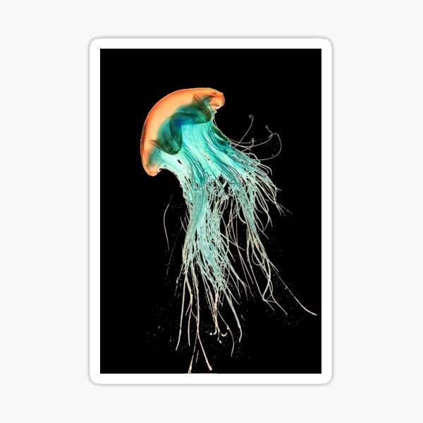 #Jellyfish #Cnidaria #Bioluminescence #Invertebrate underwater science biology fish aquarium swimming Sticker