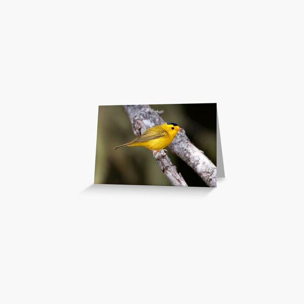 Wilson's Warbler Greeting Card