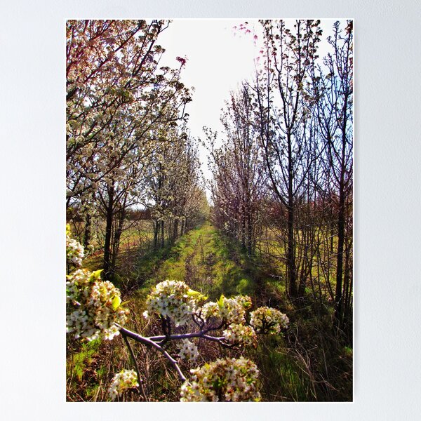 Item preview, Blossoms Almost Gone designed and sold by Diane Arndt.