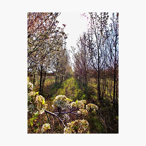Artikelvorschau, Blossoms Almost Gone entworfen und verkauft von Diane Arndt.