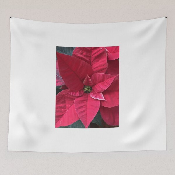 Artikelvorschau, Weihnachtsstern, Atatürk-Blume, Euphorbiengummi pulcherrima, Weihnachtsstern entworfen und verkauft von Cennk.