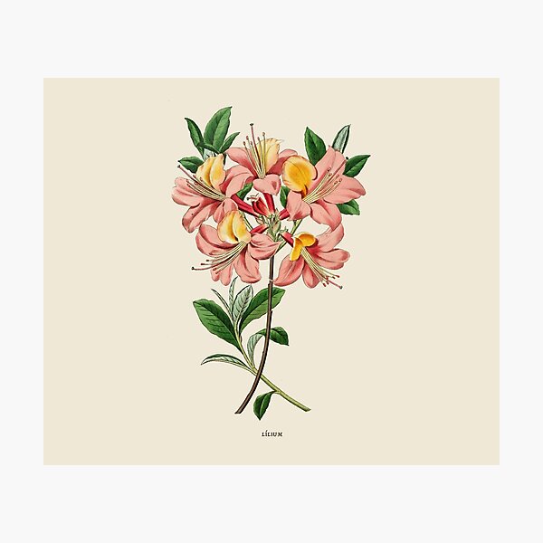 Lilium Botanical Antique Illustration Photographic Print