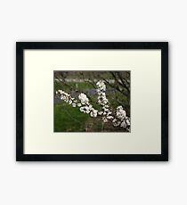spring blossoms Framed Print