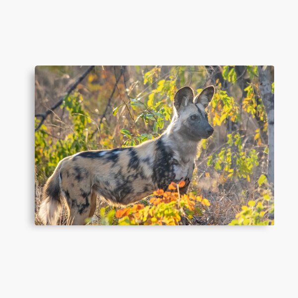 African Painted Dog #2, Hwange National Park, Zimbabwe Metal Print