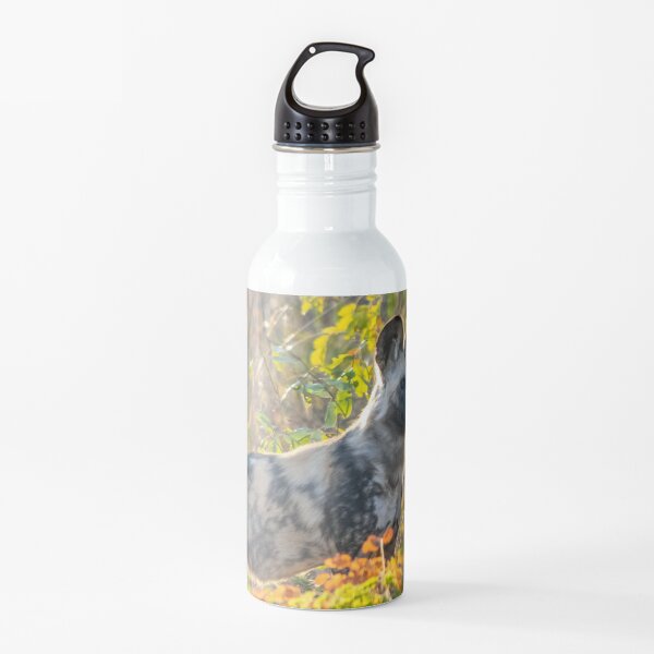 African Painted Dog #2, Hwange National Park, Zimbabwe Water Bottle