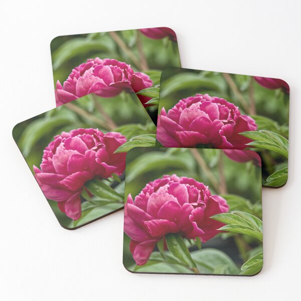 Item preview, Peony designed and sold by Michael Cummings.
