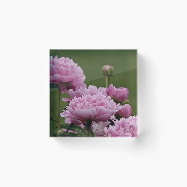 Item preview, Peony designed and sold by Michael Cummings.