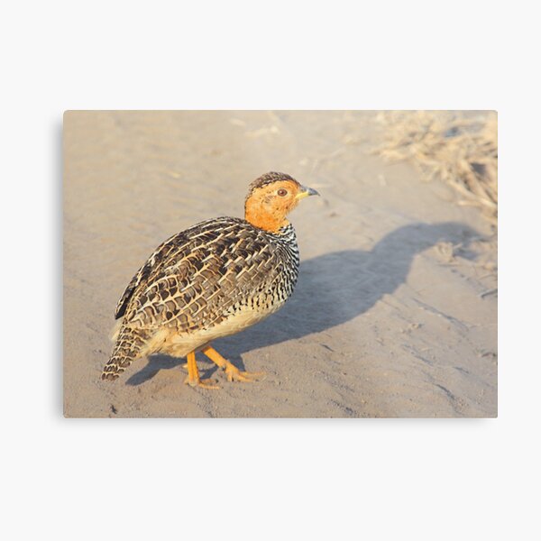 Coqui Francolin, Serengeti, Tanzania Metal Print