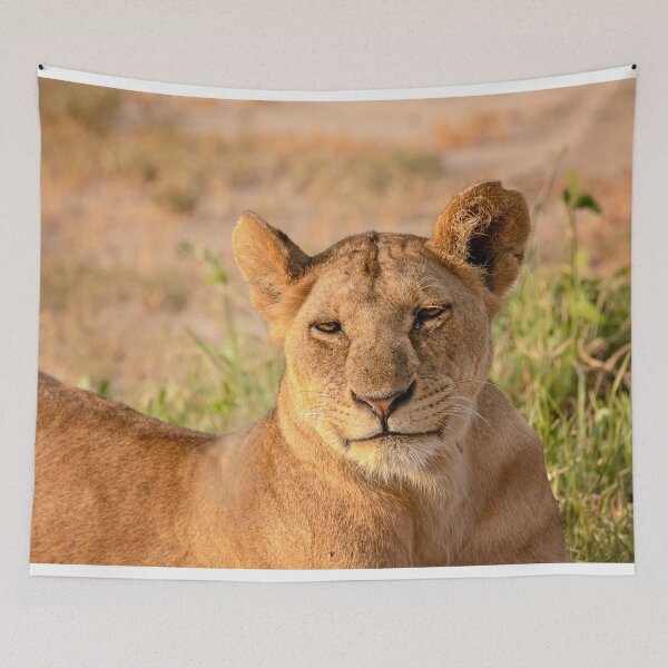 Item preview, Lion Smiling designed and sold by Patty Doublet Photography.
