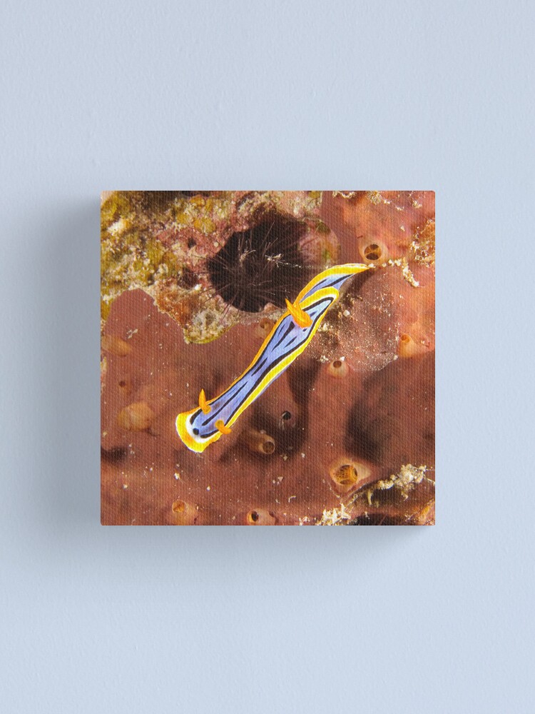 Alternate view of Nudibranch - Chromodoris elisabethina Canvas Print