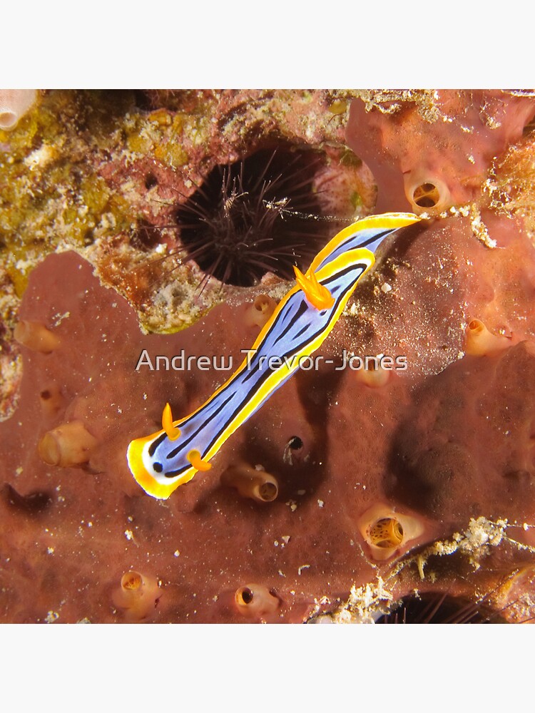 Nudibranch - Chromodoris elisabethina by andrewtj