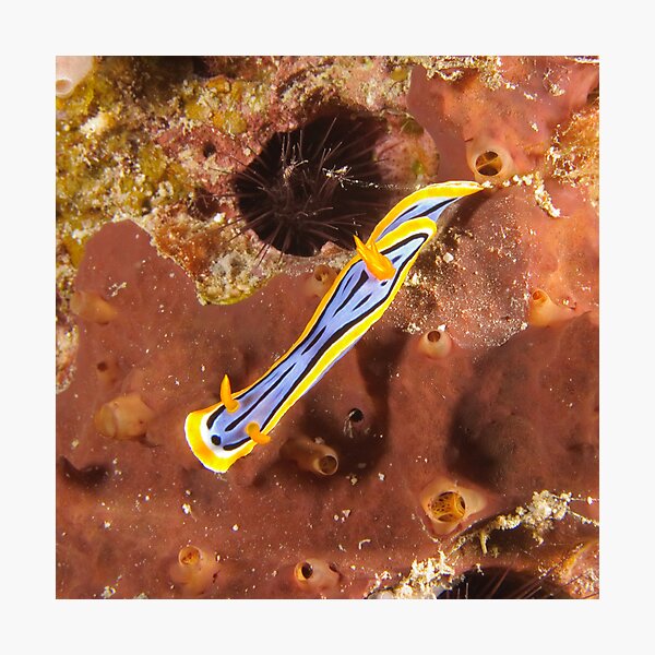 Nudibranch - Chromodoris elisabethina Photographic Print