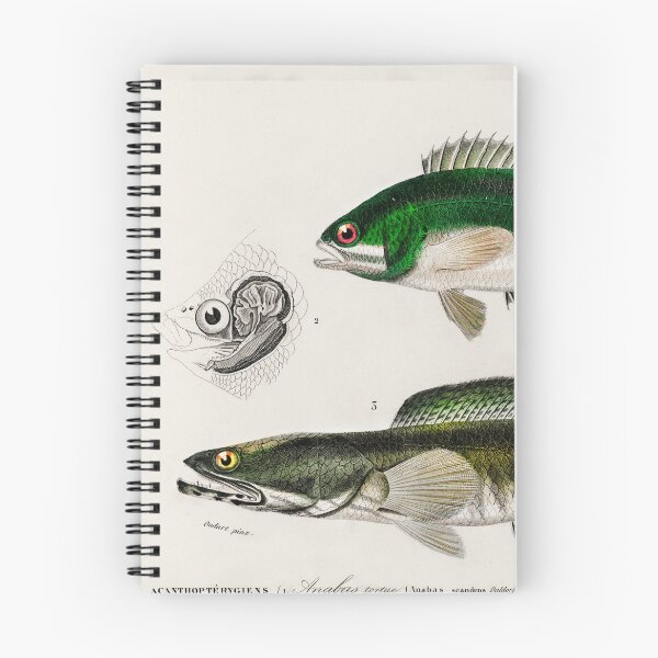 Item preview, Snakehead fish vintage illustration  designed and sold by Vintage Designs +.