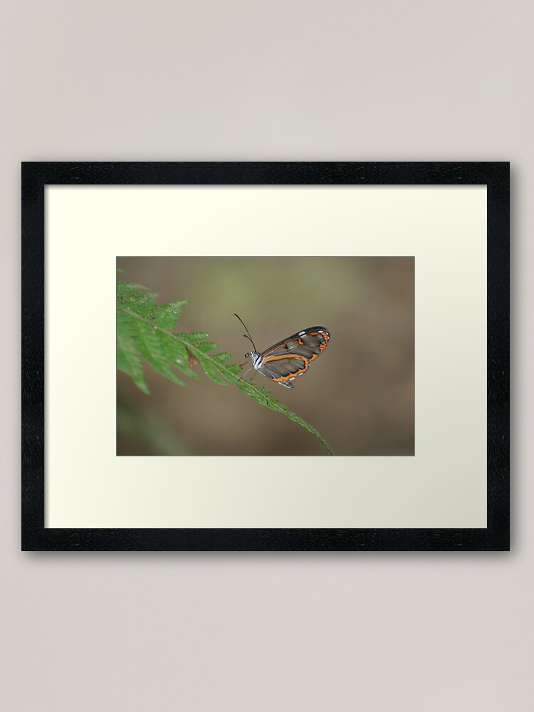 Alternate view of Peruvian Glass Butterfly Framed Art Print
