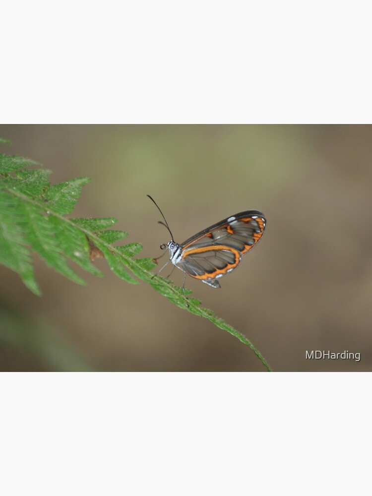 Peruvian Glass Butterfly by MDHarding
