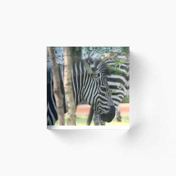 Item preview, Zebra in Zambia designed and sold by MDHarding.