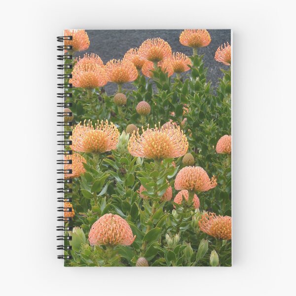 Aperçu de l'œuvre Fleur de Protea africaine créée et vendue par MDHarding.