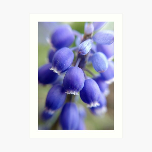 Purple Bells Art Print