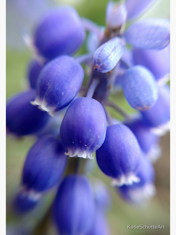 Purple Bells by KatieSchutteArt