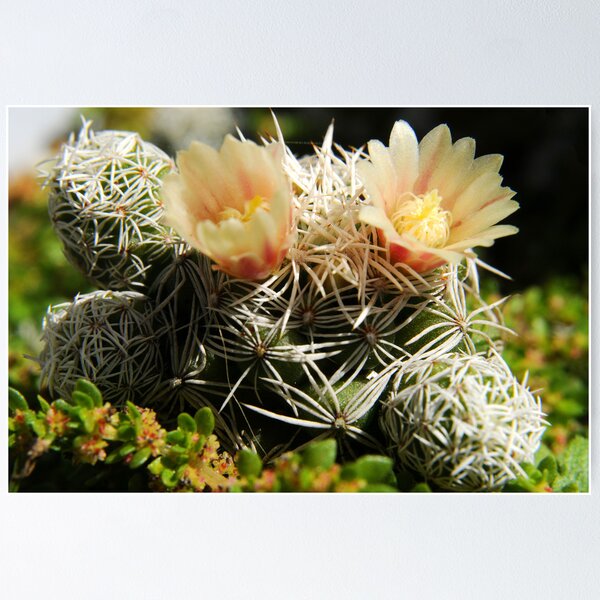 Item preview, Desert Flowers designed and sold by carlosporto.