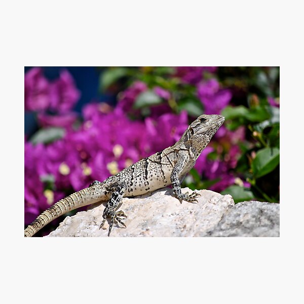 Xcaret Merch & Gifts for Sale Redbubble