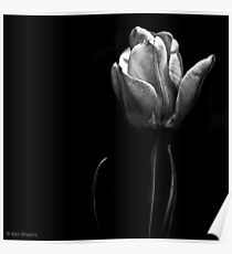 Tulip in shadow Poster