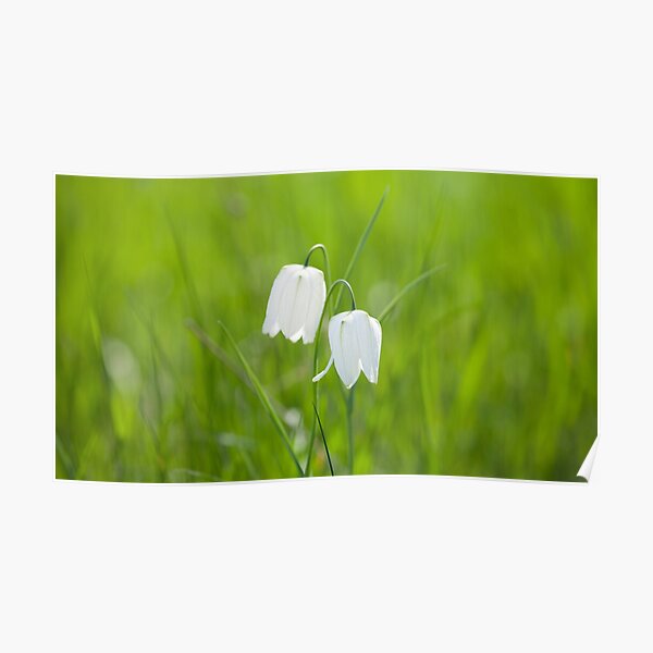 Snake's head fritillary white flower Poster