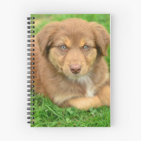 Item preview, Red Tri Australian Shepherd Puppy - Aussie designed and sold by The Accidental Farmers.