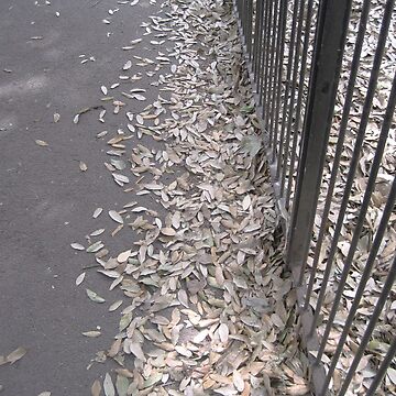 Artwork thumbnail, Fallen Leaves by Bridget Rust