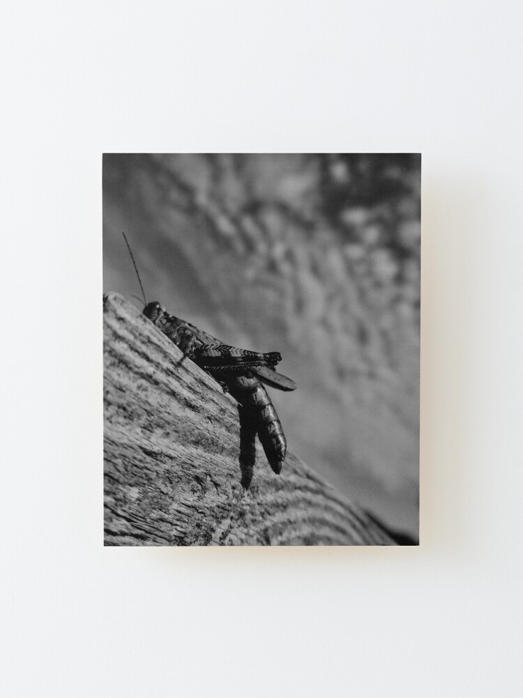 Alternate view of Magic Grasshopper By Yannis Lobaina Mounted Print