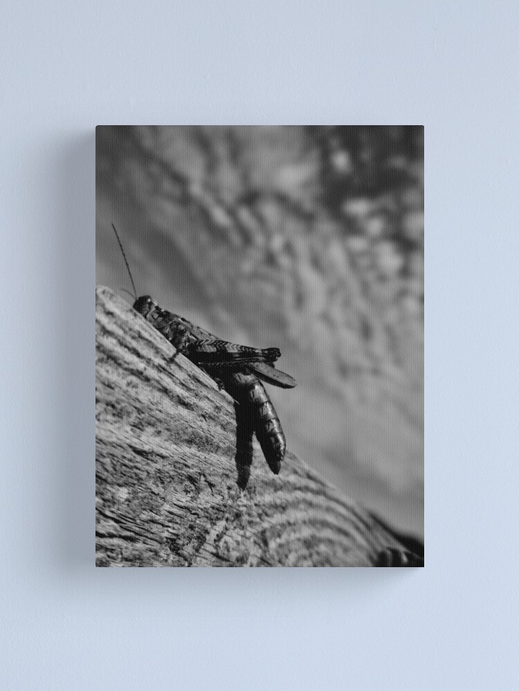 Alternate view of Magic Grasshopper By Yannis Lobaina Canvas Print