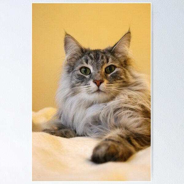 Item preview, Norwegian forest cat designed and sold by GreyFeatherPhot.