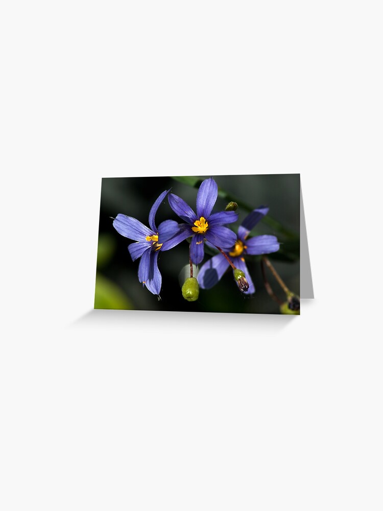 Thumbnail 1 of 2, Greeting Card, Summerdance in blue and yellow designed and sold by steppeland.