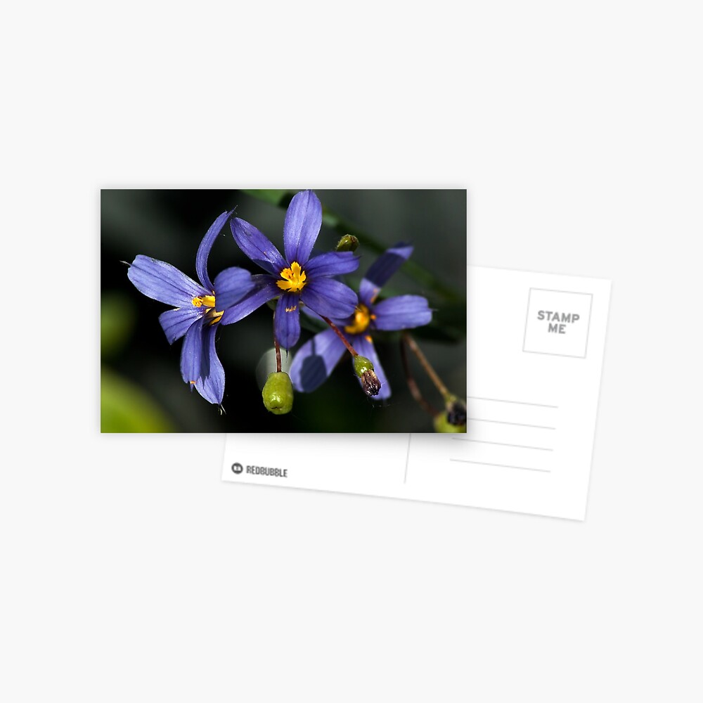 Item preview, Postcard designed and sold by steppeland.