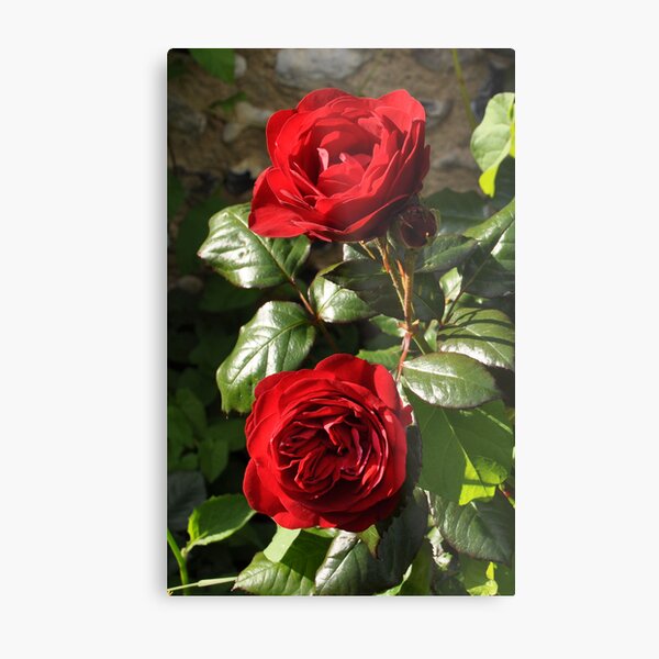 Red Roses at Ayot St Lawrence, Hertfordshire 2010 Metal Print