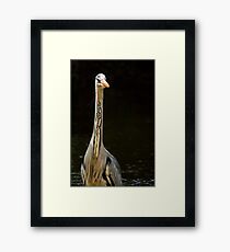 Portrait Of A Heron Framed Print
