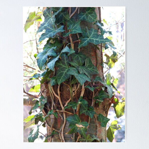 Item preview, Climbing Ivy designed and sold by MarianBendeth.