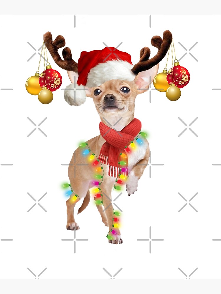 Chihuahua 2024 christmas costume