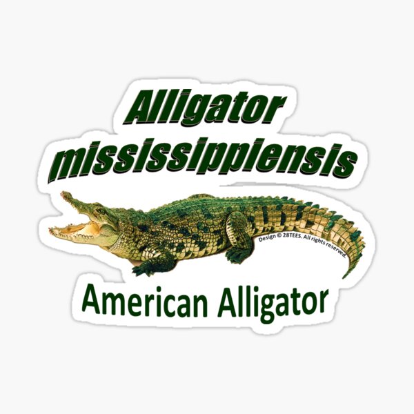 American Alligator - Alligator mississippiensis Sticker
