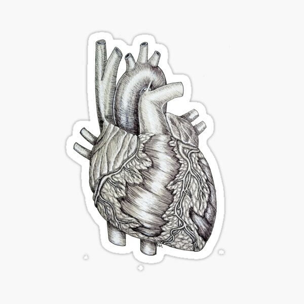 Sticker Anatomisches Herz Schwarz Und Wei C3 9f Redbubble