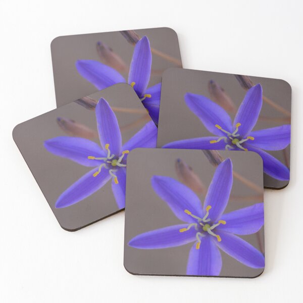 Item preview, Tufted Blue Lily ..Thelionema caespitosum designed and sold by Michael Matthews.