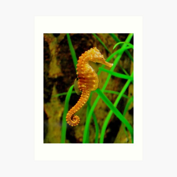 Seahorse at Munich Aquarium Sealife Art Print