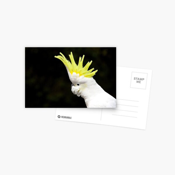 Item preview, Hello Cocky, Halls Gap, Victoria, Australia designed and sold by ChristineJayne.