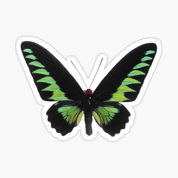 Item preview, Green butterfly designed and sold by moonbeambaby.