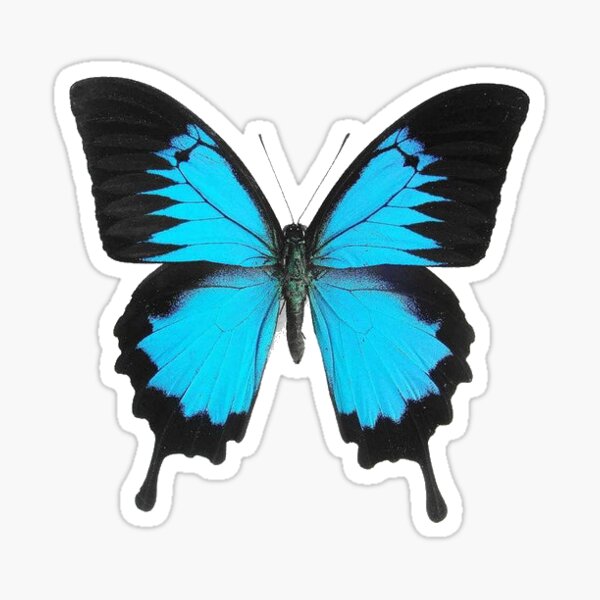 Cute Blue Butterfly Sticker