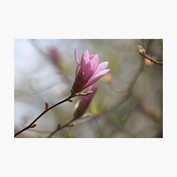 Item preview, Pink Magnolias designed and sold by Lynn Wiles.