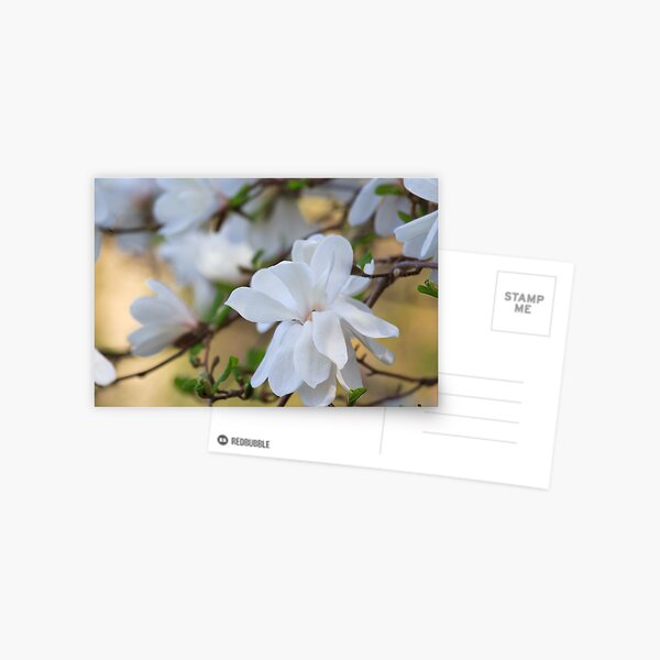 Magnolia Glow Postcard
